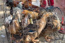 Duck And Chicken In Cage In Asian Market