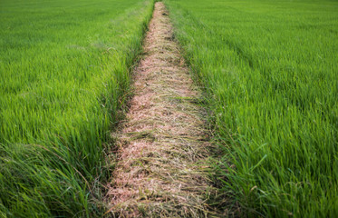 Wall Mural - the rice field