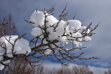 Wall Mural - Beautiful tree branch in mountain forest on cloudy blue sky background. Scenic winter close up view