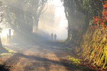 Couple Is Walking Together In A Foggy Forest In The Morning Sun