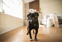 Portrait Of Black Pug Standing At Home