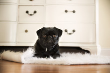 Portrait Of Black Pug Relaxing On Rug At Home