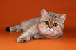 Beautiful young British cat on an orange background