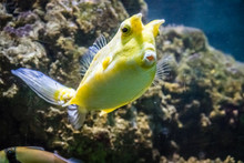 Tropical Yellow Fish