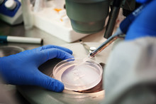 Scientist Examining Samples In Petri Dish Under Microscope At Laboratory
