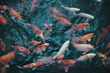 Full Frame Shot Of Koi Carps Swimming In Pond