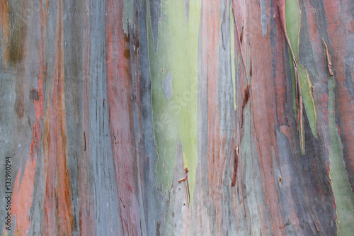 Multicolored Exotic Rainbow Eucalyptus Tree Bark Unique