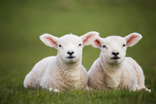 Portrait Of Lambs Sitting On Grassy Field
