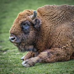 Poster - European bison (Bison bonasus), also known as wisent or the European wood bison. Close up profile portrait lying down on grass. Square format