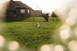 © Cavan Images - Boy relaxing on grassy field in backyard
