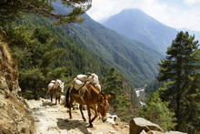Donkeys Walking On Footpath At Mt. Everest