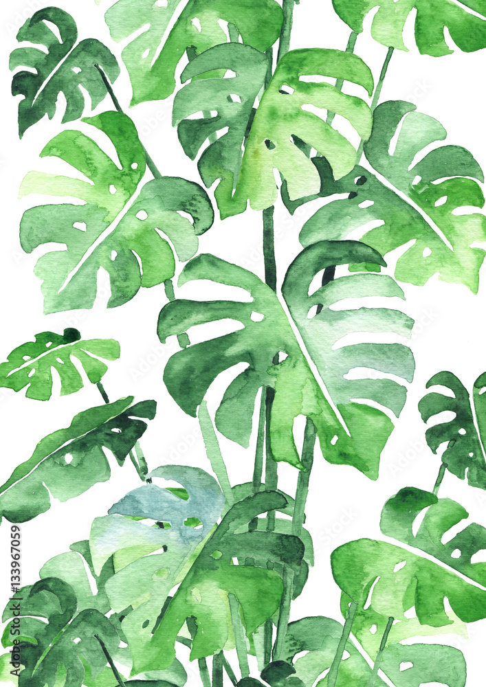 Foto-Plissee zum Schrauben - Monstera leaves background. Beautiful watercolor pattern made of tropical plant leaves. Ideal for prints, decoration and interior. Isolated on white