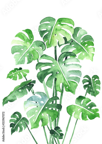 zestaw-lisci-monstera-piekny-akwarela-obraz-roslin-tropikalnych-lisci-idealny-do-wydrukow-dekoracji-i-wnetrz-pojedynczo-na