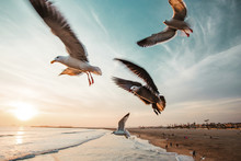 Seagulls Flying At Beach Against Sky During Sunset
