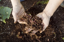 Cropped Image Of Hands Holding Earthworms On Field