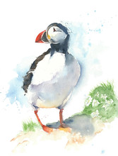 Bird Watercolor Painting Illustration Puffin Isolated On White Background 