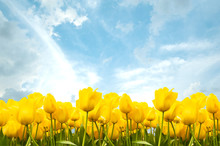 Yellow Tulips With A Sky Background.