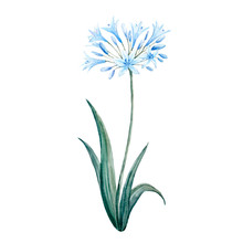 Watercolor Agapanthus Blue Flower