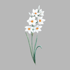 Wall Mural - Watercolor small daffodil flower