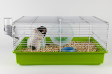 Funny Hamster Looking Out Of Its Cage On White
