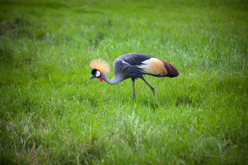 Wall Mural - Crowned Crane on green grass