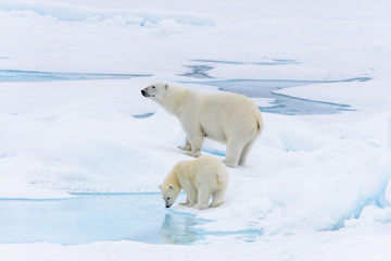 Wall Mural - Polar bear (Ursus maritimus) mother and cub on the pack ice, nor