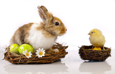 Wall Mural - Easter chicken and rabbit