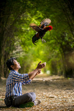 Thai Farmer Practice His Rooster, Throw It In The Air.