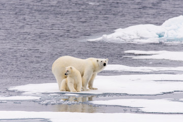 polar bear (ursus maritimus) mother and cub on the pack ice, nor
