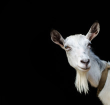 Portrait Of A White Goat Closeup On A Black Background.