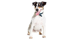 Portrait Of A Purebred Smooth Fox Terrier  White Background