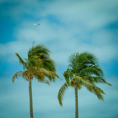 Palm Trees Against Tropical Sky With Airplane Plane in Backgroun