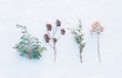 Winter - frozen plants on natural snow background