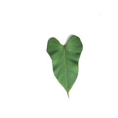 Poster - isolated closed up green shape leaf on white background
