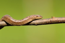Smooth Snake Climbing On Branch