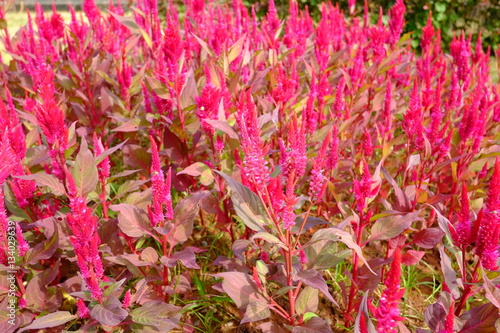 Fotografie, Obraz Cockscomb flowers are colorful and beautiful.