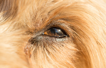 Cute dog eye looking up Loving little dog look Yorkshire Terrier brown hair