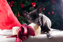 Black Dog With Christmas Bone Gift With Christmas Tree