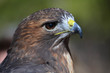 © deprox - Raptor Birds - Red Tail Hawk