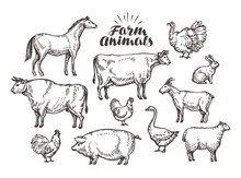 Farm, Vector Sketch. Collection Animals Such As Horse, Cow, Bull, Sheep, Pig, Rooster, Chicken, Hen, Goose, Rabbit, Turkey, Goat