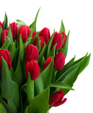 Fototapeta Tulipany - red tulips with green leaves close up isolated on white background