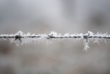 Fototapeta Dmuchawce - Campagne givrée, givre, blanc, neige