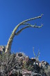 Boojum Baum - Baja California