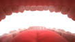 3d rendering of human teeth, open mouth, inside view