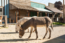 Burros (Donkeys) In Oatman Chost Town In Arizona