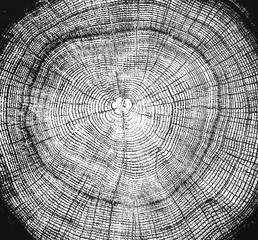 Wall Mural - large black and white tree stump with rings cracks and texture