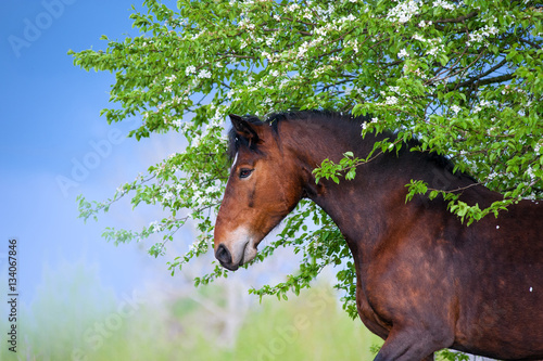 Naklejka dekoracyjna Beautiful bay horse apples standing under a blossoming tree on the background of a stormy sky in the spring. Portrait of brown mare with flowers in profile close-up