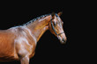 Portrait of a beautiful brown horse on a black background with braided mane in halter pin. Ravens athletic horse.
