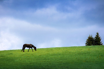 Wall Mural - Black horse grazing in a stunning green meadow with lush grass in the mountains on the background of a stormy sky.