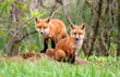 © ThroughChristy'sLens - Amazingly beautiful red fox kits